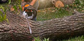 Best Storm Damage Tree Cleanup  in South Pottstown, PA