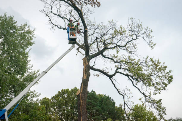 Best Stump Grinding and Removal  in South Pottstown, PA