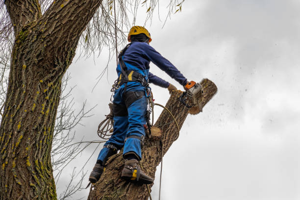 Best Leaf Removal Services  in South Pottstown, PA