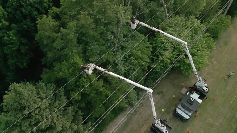 How Our Tree Care Process Works  in  South Pottstown, PA