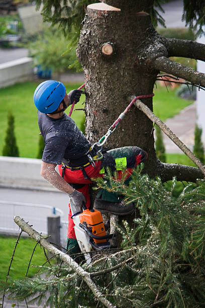 Best Commercial Tree Removal  in South Pottstown, PA