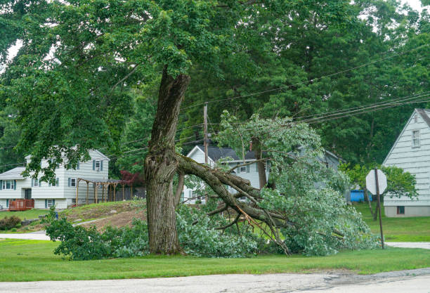 Best Fruit Tree Pruning  in South Pottstown, PA