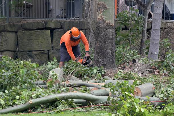 Trusted South Pottstown, PA  Tree Services Experts