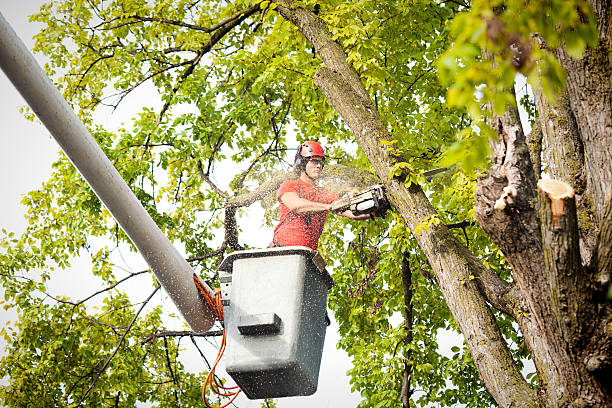 Best Residential Tree Removal  in South Pottstown, PA